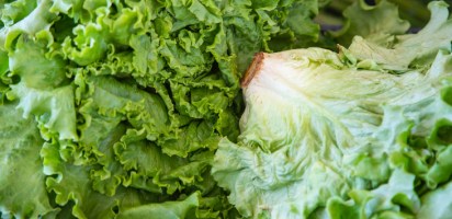 lettuce food prices
